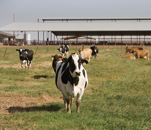 Santé élevage vaches
