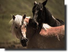 2 chevaux ombré